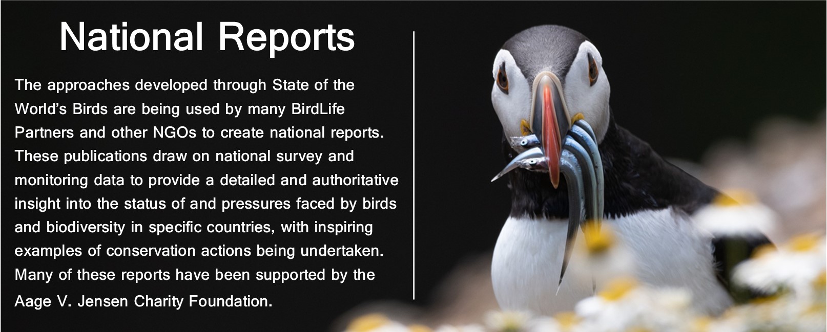 The approaches developed through State of the World’s Birds are being used by many BirdLife Partners and other NGOs to create national reports. These publications draw on national survey and monitoring data to provide a detailed and authoritative insight into the status of and pressures faced by birds and biodiversity in specific countries, with inspiring examples of conservation actions being undertaken. Many of these reports have been supported by the Aage V. Jensen Charity Foundation.